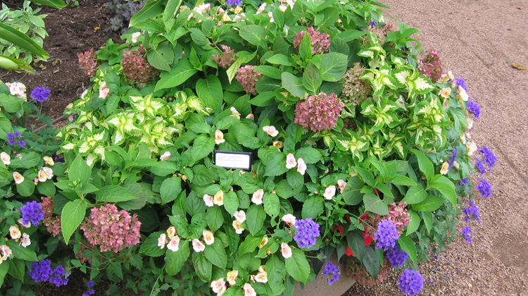 Care For Potted Hydrangeas In Winter Melinda Myers,What Canadian Coins Are Worth Money