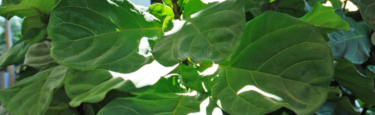 022818_Caring_for_Fiddle_Leaf_Fig_Houseplants-THUMB.jpg