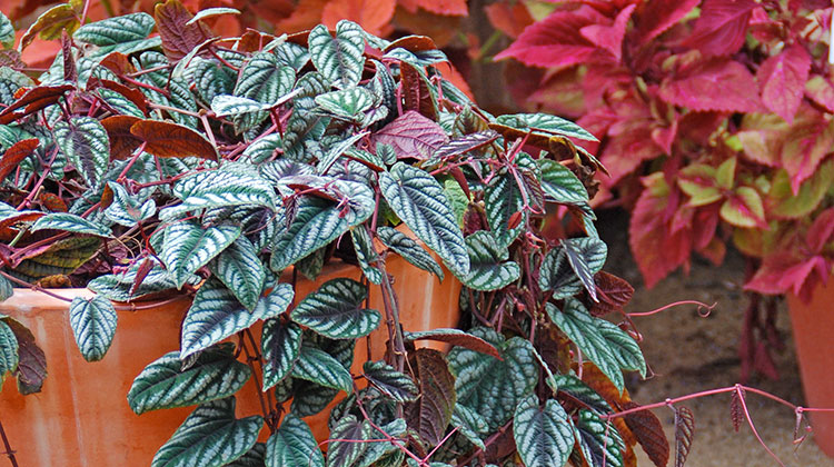 Growing Rex Begonia Vine (Cissus discolor or Cissus javana) :: Melinda Myers