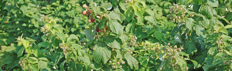 2011_147_Pruning_Raspberries.jpg