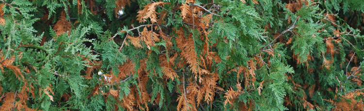 2011_257_MGM_Needles_Yellowing_and_Dropping_on_Evergreens.jpg