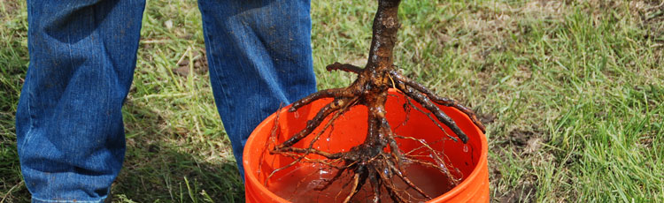 Storing-Bare-Root-Plants-Before-Planting.jpg