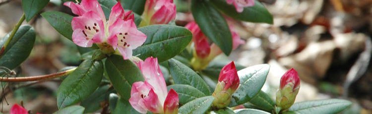 Rhododendron-Damaged-from-Rose-Cone.jpg