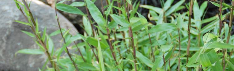 Growing-Bamboo-in-Zone-5.jpg