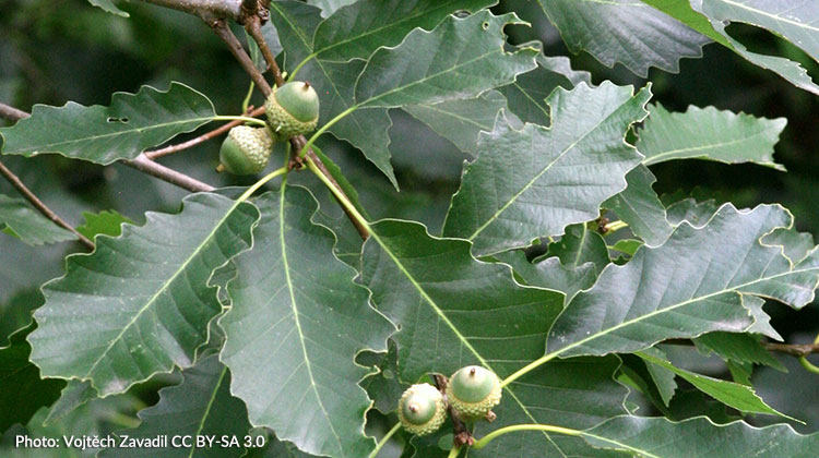 Growing Chinkapin Oak (Quercus muehlenbergii) :: Melinda Myers
