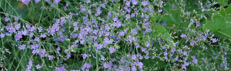 102914_Sea_Lavender_Limonium_Latifolia_a_drought_tolerant_cut_flower.jpg