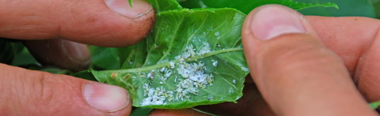 2012_371_MGM_Ecofriendly_Control_of_Aphids_in_the_Garden.jpg