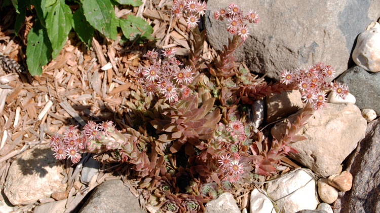 Hens-and-Chicks-Flowered-Now-What-HERO.jpg