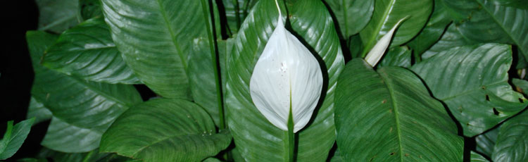 Droopy-Peace-Lily.jpg