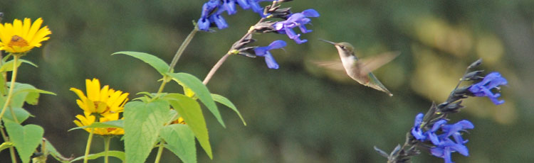 081718_Help_Hummingbirds_on_their_Long_Migration.jpg
