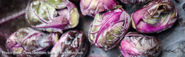 032019_Red_Brussel_Sprouts_Varieties_Add_Color_to_Your_Meals-THUMB.jpg
