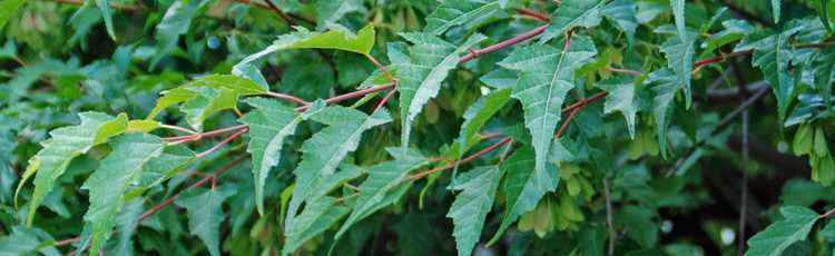 Pruning-Amur-Maple-THUMB.jpg