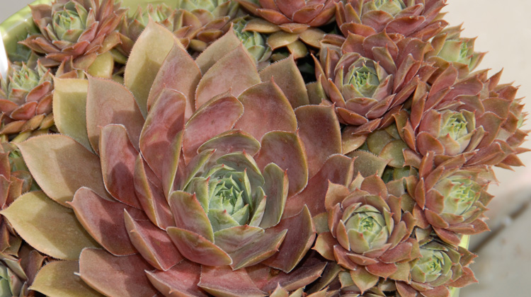 Care-Potted-Hens-Chicks-Winter.jpg