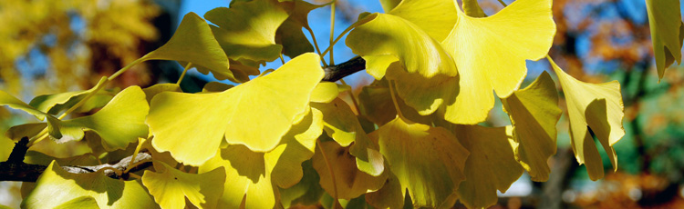 2010_103_MGM_More_Plants_with_Good_Fall_Color.jpg