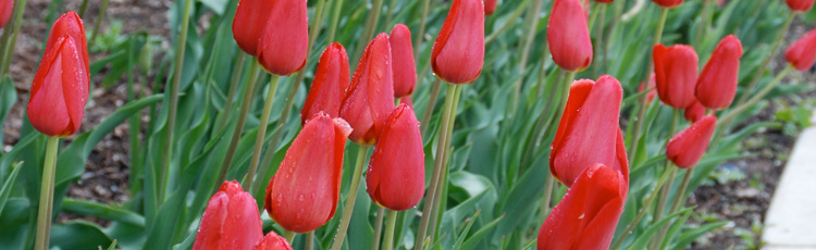 061915_Divide_Spring_Flowering_Bulbs.jpg