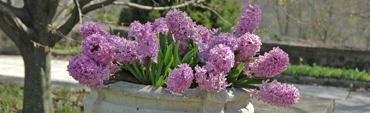 Forcing-Hyacinths-THUMB.jpg