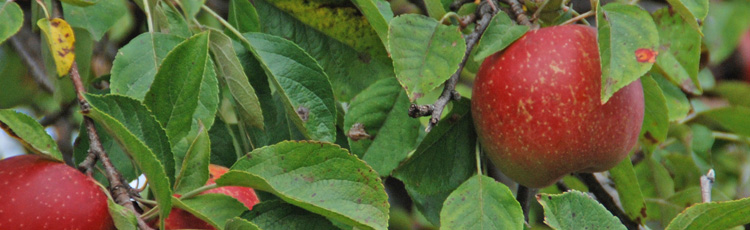 Pruning-Apple-Trees.jpg