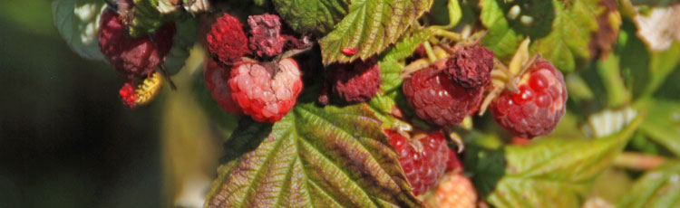 Raspberries-Have-White-Sunken-Spots.jpg