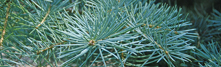 123019_What_Gives_Evergreens_Their_Fragrance.jpg