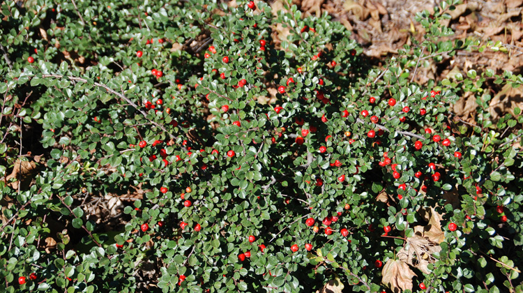 Branches-Dying-Back-on-Cotoneaster.jpg