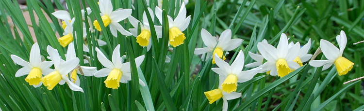 Early-Growth-of-Daffodils-THUMB.jpg