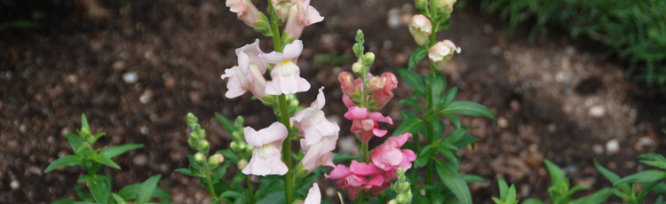 Encourage-More-Flowers-From-Snapdragons-THUMB.jpg