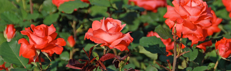 2011_179_MGM_Non_Blooming_Roses.jpg