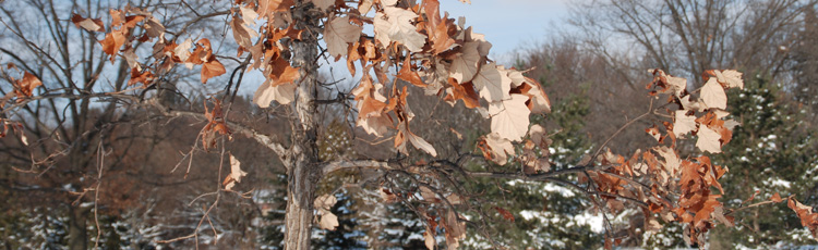 Winter-Care-of-Young-Trees.jpg