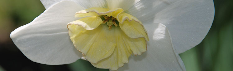 031820_How_to_Make_Daffodil_Bouquets_Last_Longer-THUMB.jpg