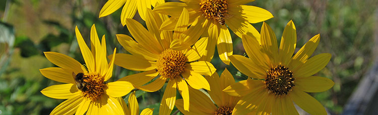 092820_Growing_Helianthus_angustifolia_Swamp_Sunflower-THUMB.jpg