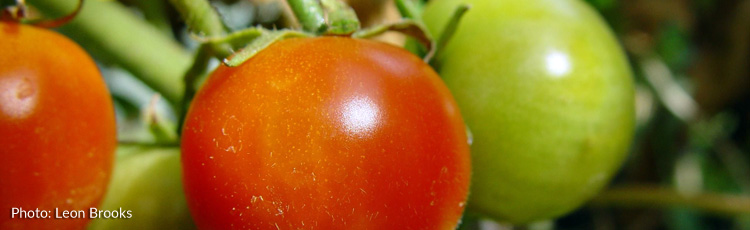Low-Acid-Tomato-THUMB.jpg