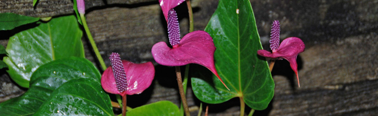 021315_Heart_Shaped_Plants_to_Give_for_Valentines_Day.jpg