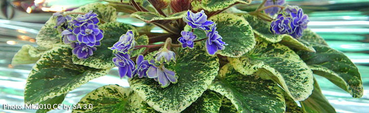 African-Violet-Loosing-Leaves.jpg