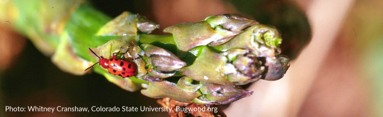 Beetles-Damaging-Asparagus-Plants---THUMB.jpg
