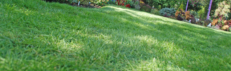 Keep-Your-Lawn-Green-and-Healthy-All-Season-Long-THUMB.jpg