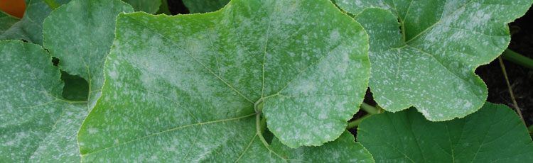 081318_Powdery_Mildew_on_Cucumbers_Squash_and_other_Vine_Crops.jpg