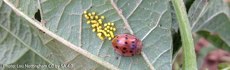 062119_Chemical_Free_Control_of_Japanese_and_Bean_Beetles_on_Beans.jpg
