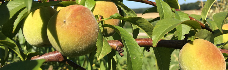 081817_Harvesting_Peaches_Apples_Pears.jpg