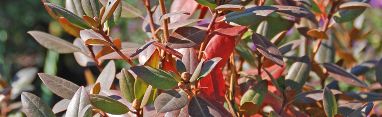 Winter-Care-of-Rhododendron.jpg