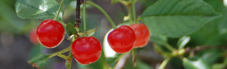 Ants-on-Cherry-Fruit.jpg