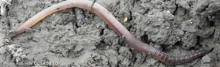 Lack-of-Earthworms.jpg