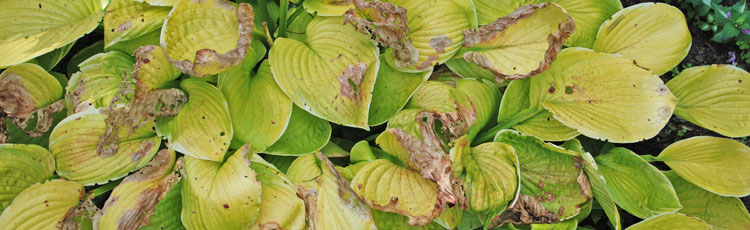 Prevent-Scorch-and-Brown-Leaves-on-Hostas.jpg