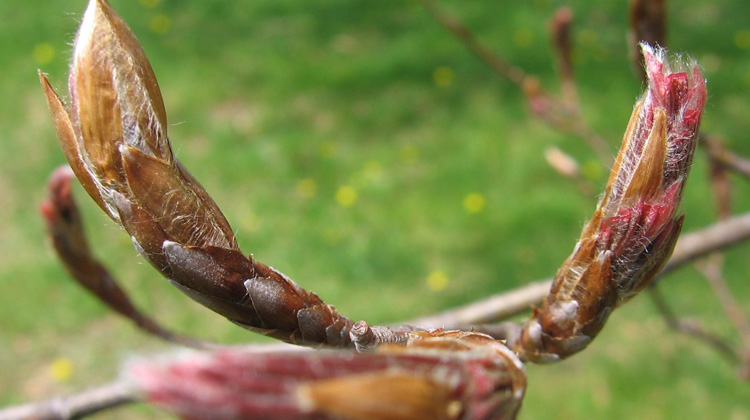 Early-Expanding-Buds-on-Trees-and-Shrubs.jpg