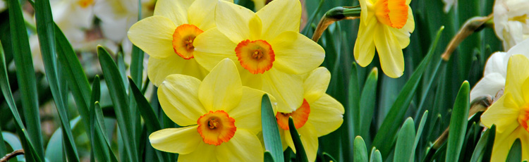 2013_471_MGM_Celebrate_Daffodil_Month_Daffodil_Cut_Flowers.jpg