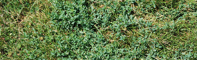Weedy-Poor-Looking-Lawn.jpg