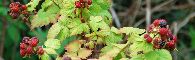 Raspberries-Dry-Up-Before-They-Can-Be-Harvested-THUMB.jpg
