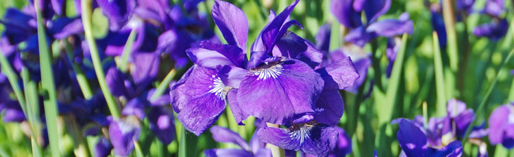 Siberian-Iris-Hasnt-Bloomed.jpg