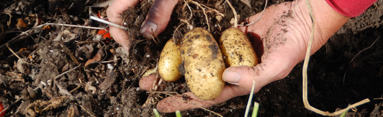Harvesting-Potatoes-THUMB.jpg