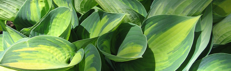 2011_140_MGM_Hosta_of_the_Year_for_Your_Garden.jpg