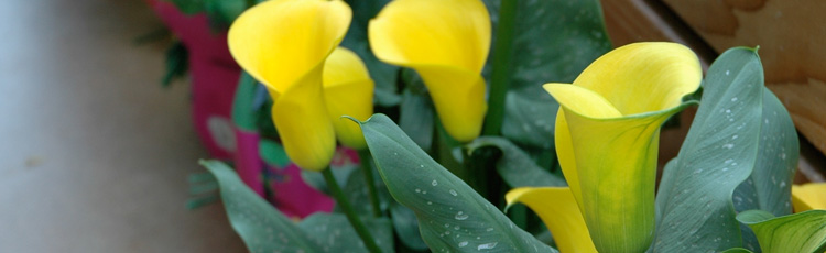 Growing-Calla-Lilies-THUMB.jpg